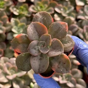 Echeveria Chroma Live Plant - Colorful Succulent, 4-6 Inch Rosette, Indoor - Image 2