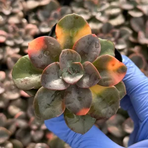 Echeveria Chroma Live Plant - Colorful Succulent, 4-6 Inch Rosette, Indoor - Image 1