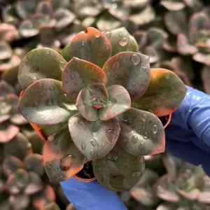 Echeveria Chroma Live Plant - Colorful Succulent, 4-6 Inch Rosette, Indoor - Image 3