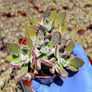 Echeveria Devotion Live Succulent Plant 4 inch Pot - Purple Indoor/Outdoor - Image 2