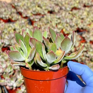 Echeveria Devotion Live Succulent Plant 4 inch Pot - Purple Indoor/Outdoor - Image 3