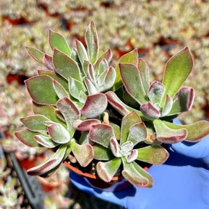 Echeveria Devotion Live Succulent Plant 4 inch Pot - Purple Indoor/Outdoor - Image 1