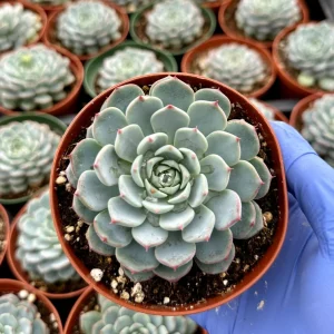 Echeveria Minima Live Plant – Blue Succulent – 4 Inch Pot – Indoor Houseplant - Image 2