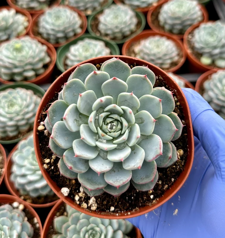 Echeveria Minima Live Plant – Blue Succulent – 4 Inch Pot – Indoor Houseplant - Image 2