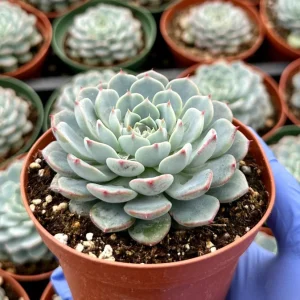 Echeveria Minima Live Plant – Blue Succulent – 4 Inch Pot – Indoor Houseplant - Image 1