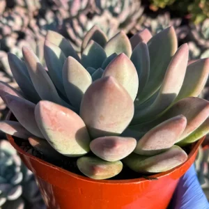 Echeveria Opalina Live Plant - Pink Succulent - Indoor/Outdoor Rosette, 2-4 inch Pot - Image 2