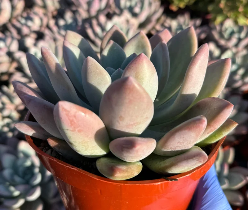 Echeveria Opalina Live Plant - Pink Succulent - Indoor/Outdoor Rosette, 2-4 inch Pot - Image 2
