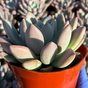 Echeveria Opalina Live Plant - Pink Succulent - Indoor/Outdoor Rosette, 2-4 inch Pot - Image 3