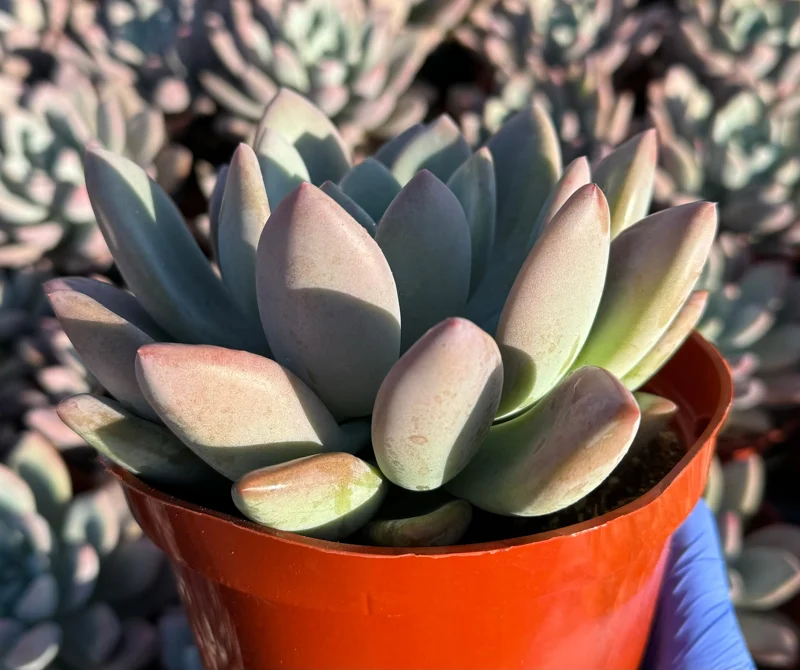 Echeveria Opalina Live Plant - Pink Succulent - Indoor/Outdoor Rosette, 2-4 inch Pot - Image 3