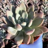 Echeveria Opalina Live Plant - Pink Succulent - Indoor/Outdoor Rosette, 2-4 inch Pot - Image 1