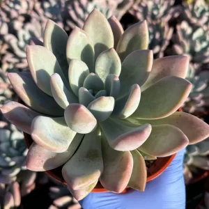 Echeveria Opalina Live Plant - Pink Succulent - Indoor/Outdoor Rosette, 2-4 inch Pot - Image 1