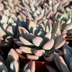 Echeveria Opalina Live Plant - Pink Succulent - Indoor/Outdoor Rosette, 2-4 inch Pot - Image 4