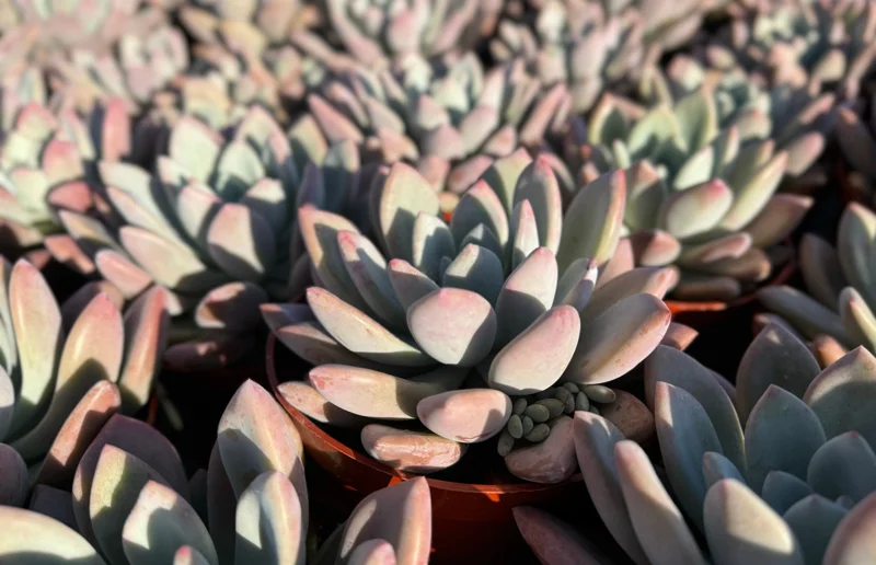 Echeveria Opalina Live Plant - Pink Succulent - Indoor/Outdoor Rosette, 2-4 inch Pot - Image 4