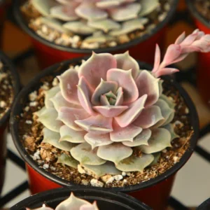 Echeveria Pink Lola Live Plant – Rare Succulent – 4 Inch Pot – Indoor/Outdoor - Image 2