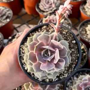 Echeveria Pink Lola Live Plant – Rare Succulent – 4 Inch Pot – Indoor/Outdoor - Image 3