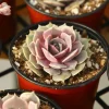 Echeveria Pink Lola Live Plant – Rare Succulent – 4 Inch Pot – Indoor/Outdoor - Image 1