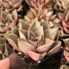 Echeveria Purpusorum Live Plant - 2.5" Pot - Rare Succulent - Indoor - Image 1