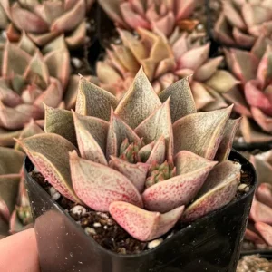 Echeveria Purpusorum Live Plant - 2.5