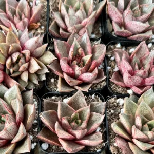 Echeveria Purpusorum Live Plant - 2.5