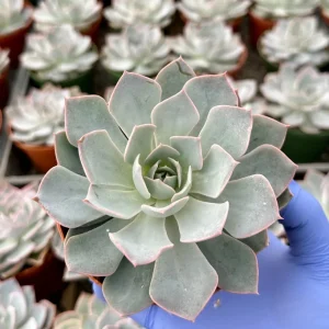 Echeveria Subsessilis Morning Beauty Live Plant 4 inch Pot Blue Succulent - Image 2