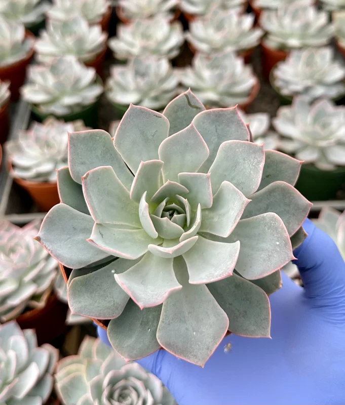 Echeveria Subsessilis Morning Beauty Live Plant 4 inch Pot Blue Succulent - Image 2
