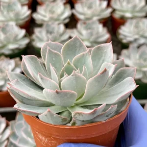 Echeveria Subsessilis Morning Beauty Live Plant 4 inch Pot Blue Succulent - Image 1