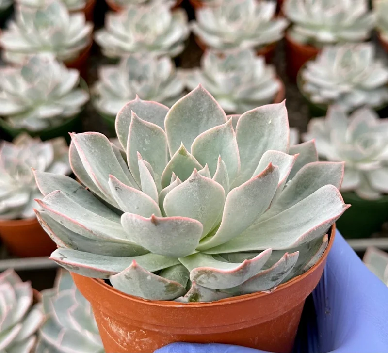 Echeveria Subsessilis Morning Beauty Live Plant 4 inch Pot Blue Succulent - Image 1