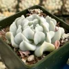 Echeveria Topsy Turvy Live Plant - Blue Succulent in 2 inch pot - Drought Tolerant - Image 1