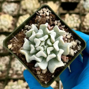 Echeveria Topsy Turvy Live Plant - Blue Succulent in 2 inch pot - Drought Tolerant - Image 2