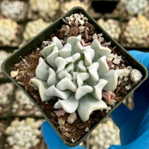 Echeveria Topsy Turvy Live Plant - Blue Succulent in 2 inch pot - Drought Tolerant - Image 3