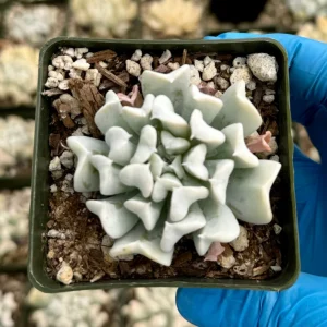 Echeveria Topsy Turvy Live Plant - Blue Succulent in 2 inch pot - Drought Tolerant - Image 4