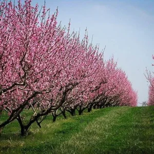 Elberta Peach Tree Live Plant - Grafted, Self-Pollinating Fruit Tree for Zones 5-8 - Image 2