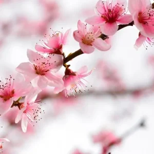 Elberta Peach Tree Live Plant - Grafted, Self-Pollinating Fruit Tree for Zones 5-8 - Image 3