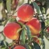 Elberta Peach Tree Live Plant - Grafted, Self-Pollinating Fruit Tree for Zones 5-8 - Image 1