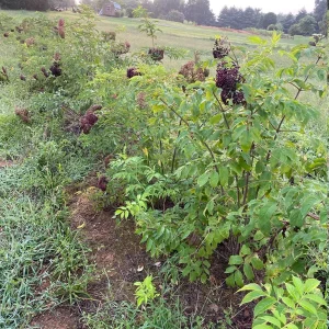 Elderberry Shrub Live Plant - Sambucus canadensis 4 inch Pot Outdoor Fruit - Image 10