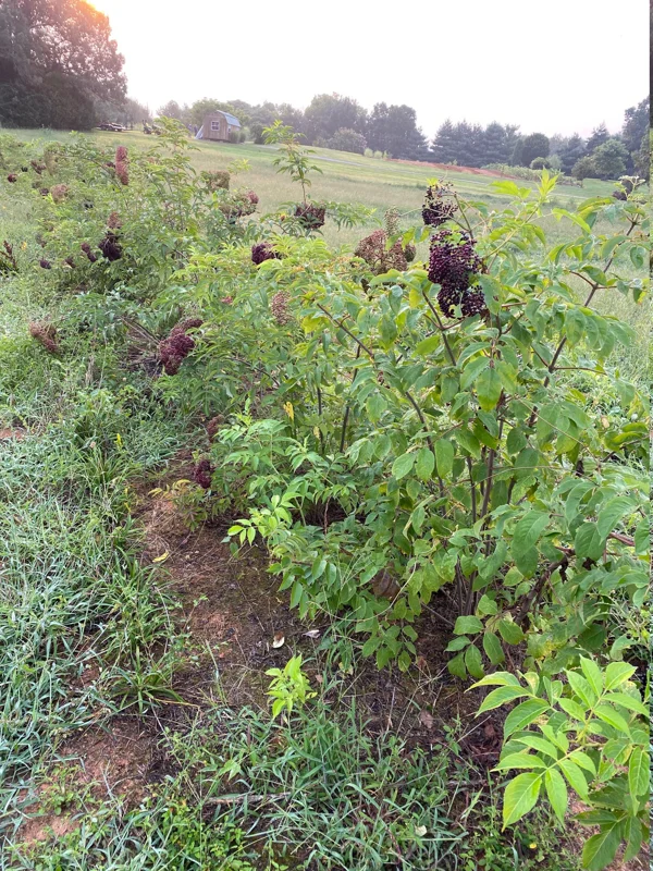 Elderberry Shrub Live Plant – Sambucus canadensis – 4 inch Pot – Outdoor - Image 10