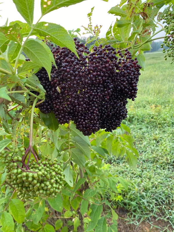 Elderberry Shrub Live Plant – Sambucus canadensis – 4 inch Pot – Outdoor - Image 2