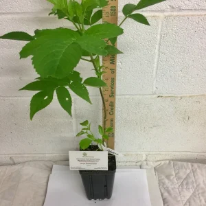 Elderberry Shrub Live Plant - Sambucus canadensis 4 inch Pot Outdoor Fruit - Image 3