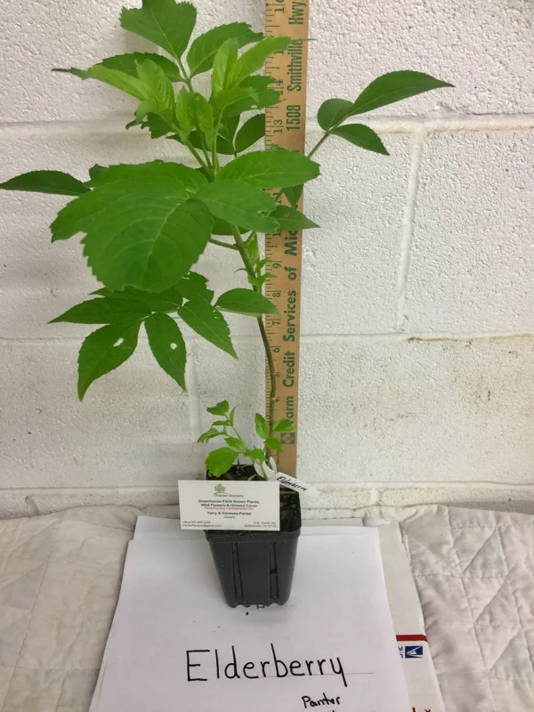 Elderberry Shrub Live Plant - Sambucus canadensis 4 inch Pot Outdoor Fruit - Image 3