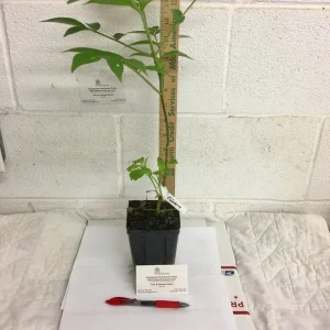 Elderberry Shrub Live Plant – Sambucus canadensis – 4 inch Pot – Outdoor - Image 4