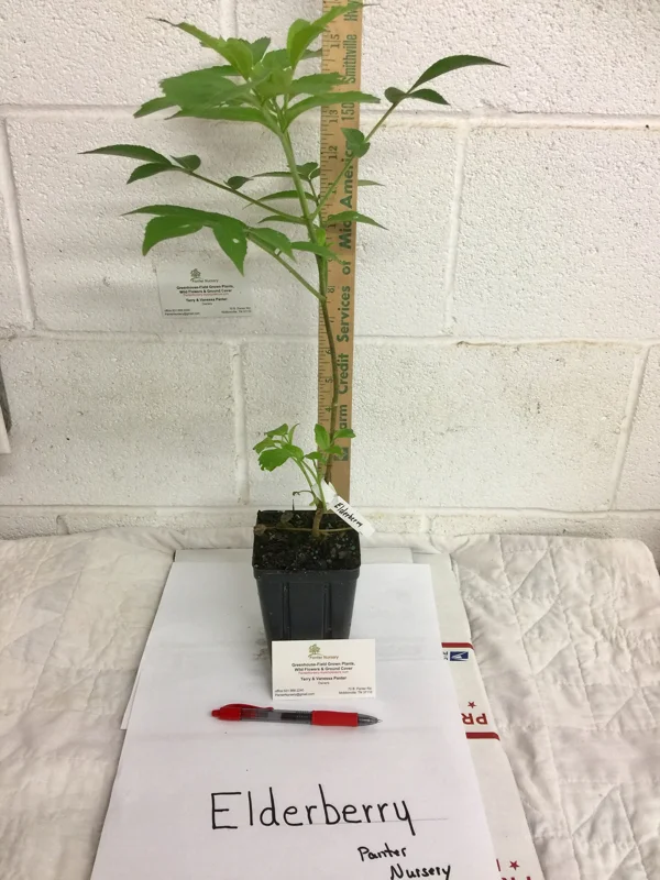 Elderberry Shrub Live Plant - Sambucus canadensis 4 inch Pot Outdoor Fruit - Image 4