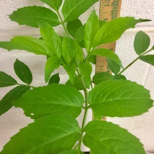 Elderberry Shrub Live Plant - Sambucus canadensis 4 inch Pot Outdoor Fruit - Image 5