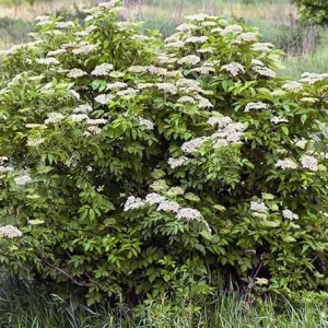 Elderberry Shrub Live Plant – Sambucus canadensis – 4 inch Pot – Outdoor - Image 6