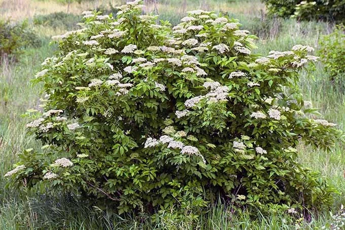 Elderberry Shrub Live Plant – Sambucus canadensis – 4 inch Pot – Outdoor - Image 6