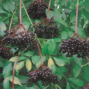 Elderberry Shrub Live Plant - Sambucus canadensis 4 inch Pot Outdoor Fruit - Image 7