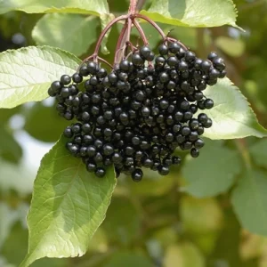 Elderberry Shrub Live Plant – Sambucus canadensis – 4 inch Pot – Outdoor - Image 8