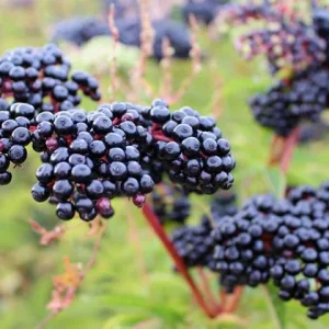 Elderberry Shrub Live Plant - Sambucus canadensis 4 inch Pot Outdoor Fruit - Image 9