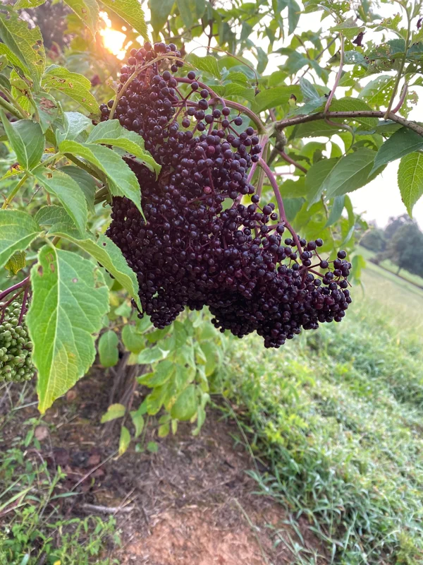 Elderberry Shrub Live Plant – Sambucus canadensis – 4 inch Pot – Outdoor - Image 1