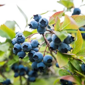 Elliott Blueberry Live Plant - Highbush Vaccinium elliottii - Starter Size - Outdoor Fruiting Shrub - Image 3