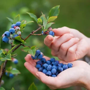 Elliott Blueberry Live Plant - Highbush Vaccinium elliottii - Starter Size - Outdoor Fruiting Shrub - Image 5